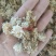 (热销)菊花产地河北产地大货实物拍摄量多从优祥泰药材栈