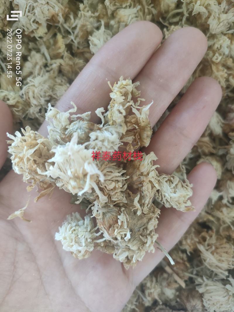 （热销）菊花产地河北产地大货实物拍摄量多从优祥泰药材栈