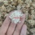 (热销)菊花产地河北产地大货实物拍摄量多从优祥泰药材栈