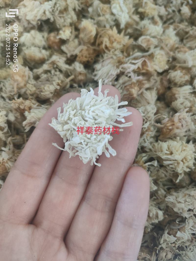 （热销）菊花产地河北产地大货实物拍摄量多从优祥泰药材栈