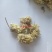 (热销)菊花产地河北产地大货实物拍摄量多从优祥泰药材栈