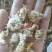 (热销)菊花产地河北产地大货实物拍摄量多从优祥泰药材栈