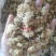 (热销)菊花产地河北产地大货实物拍摄量多从优祥泰药材栈