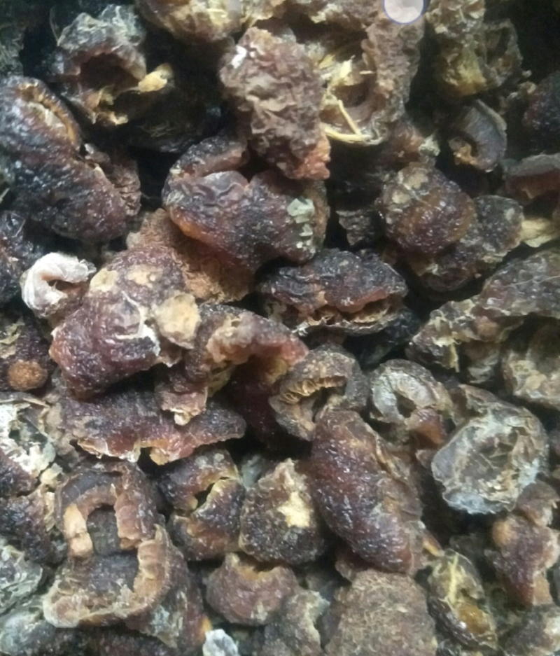 云南大理优质余甘果，余甘子一手货源视频看货以质论价
