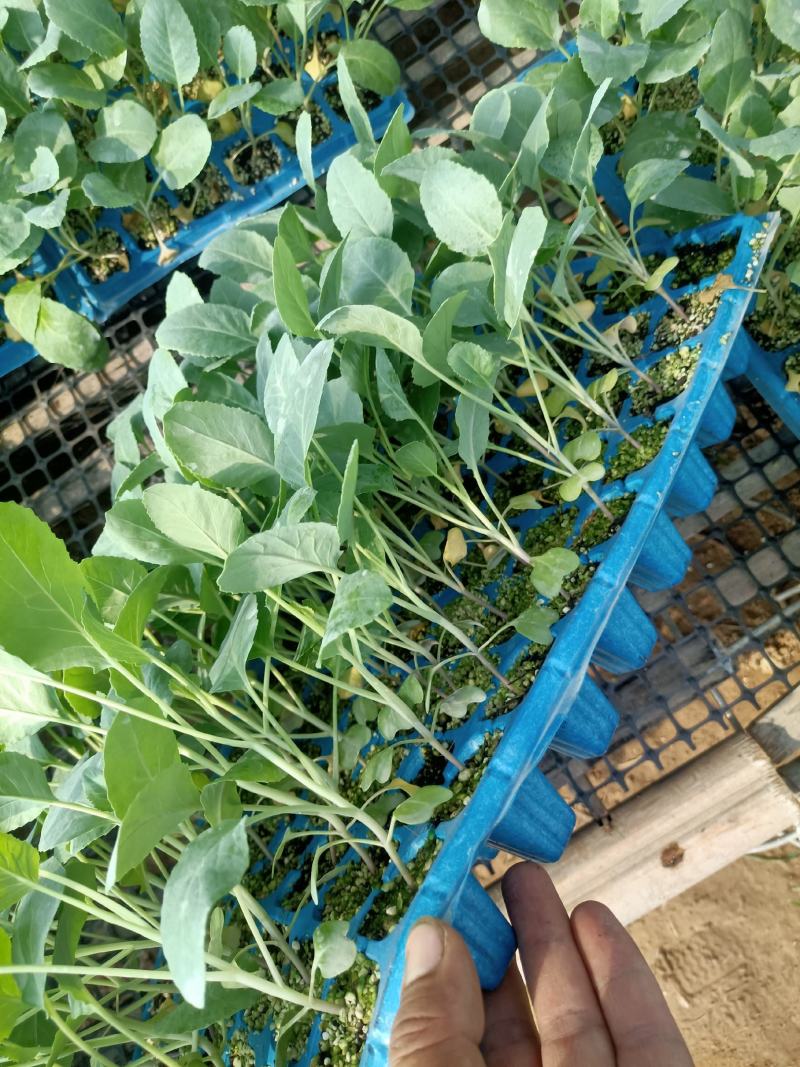 有机松花75天口感脆甜市场价值高耐寒耐湿适应性广