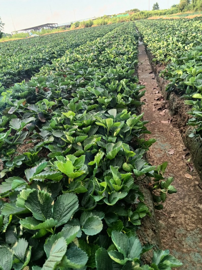 浙江隨珠草莓苗货源充足基地直供实地考察视频看货电话订购
