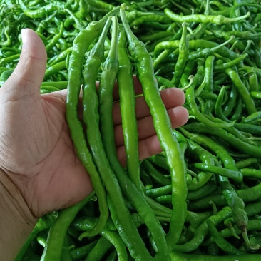 薄皮线椒