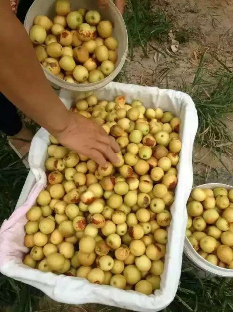 山西临猗庙上冬枣，大量有货，产地直发，颗颗酥脆，香甜可口