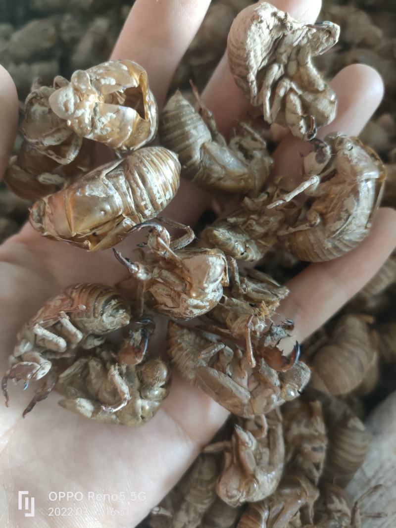 蝉蜕金蝉壳知了壳皮蝉衣虫蜕知了猴壳祥泰药材栈中药