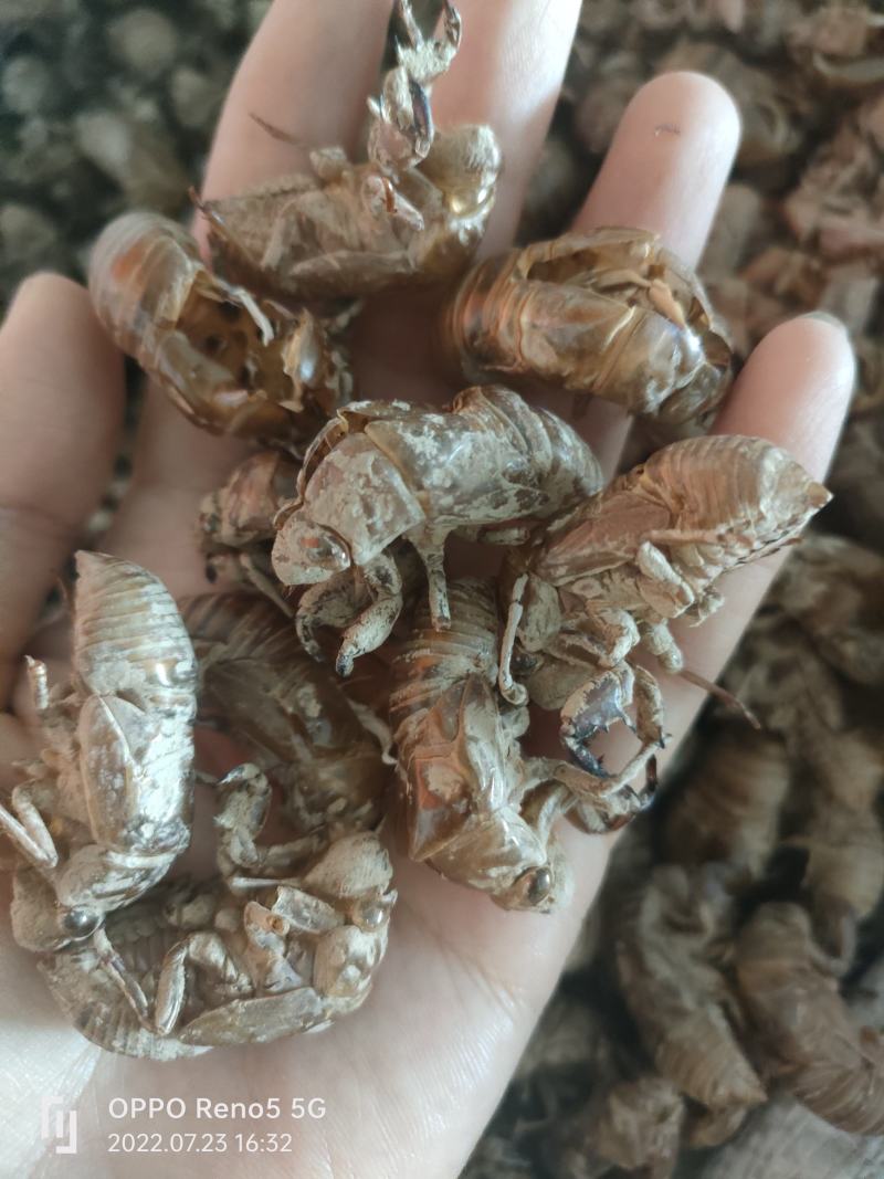 蝉蜕金蝉壳知了壳皮蝉衣虫蜕知了猴壳祥泰药材栈中药