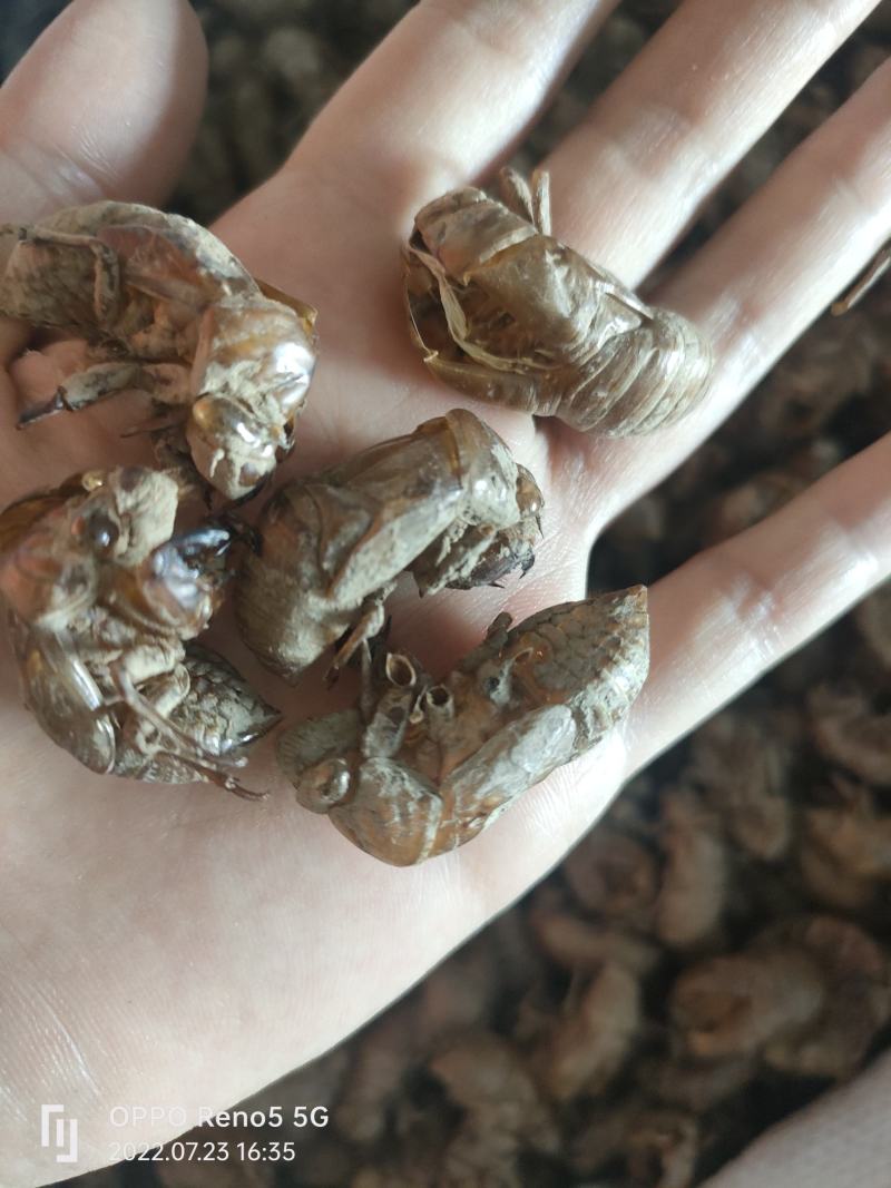 蝉蜕金蝉壳知了壳皮蝉衣虫蜕知了猴壳祥泰药材栈中药