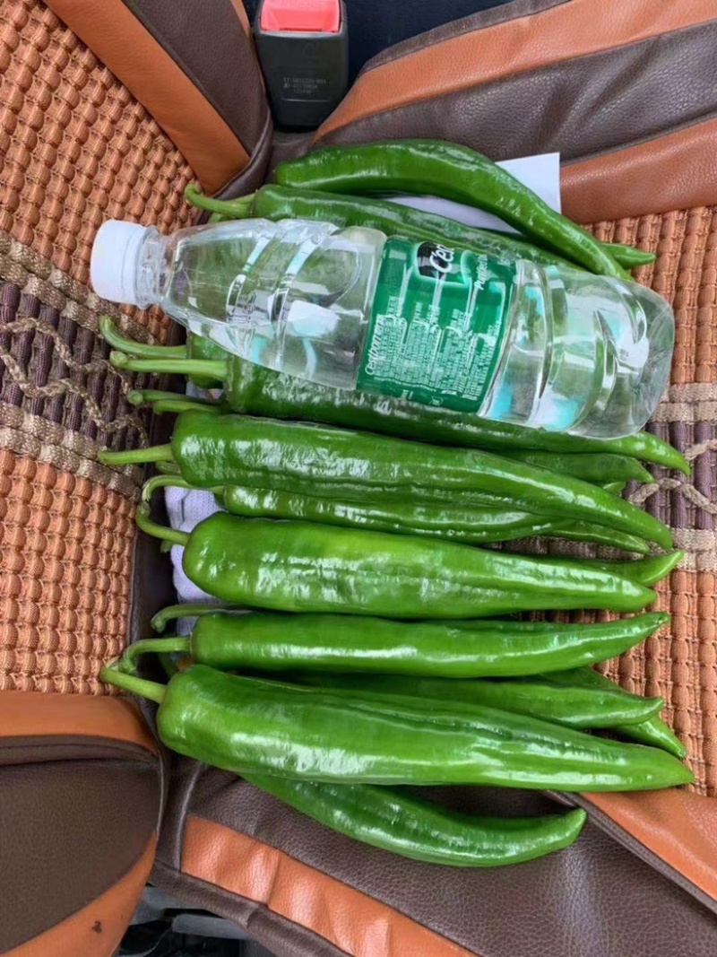尖椒苗（牛角椒苗）