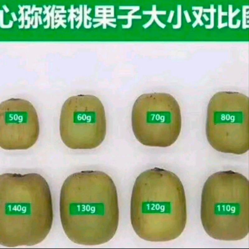 四川蒲江红心猕猴桃，红阳，东红各种规格齐全，专业代办团队