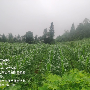 鄂魔芋一号一代魔芋种子