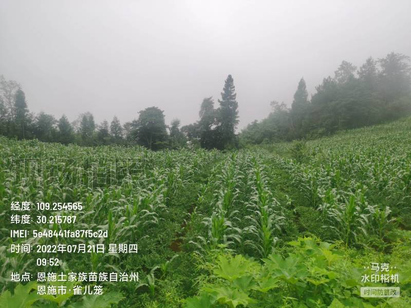 鄂魔芋一号一代魔芋种子