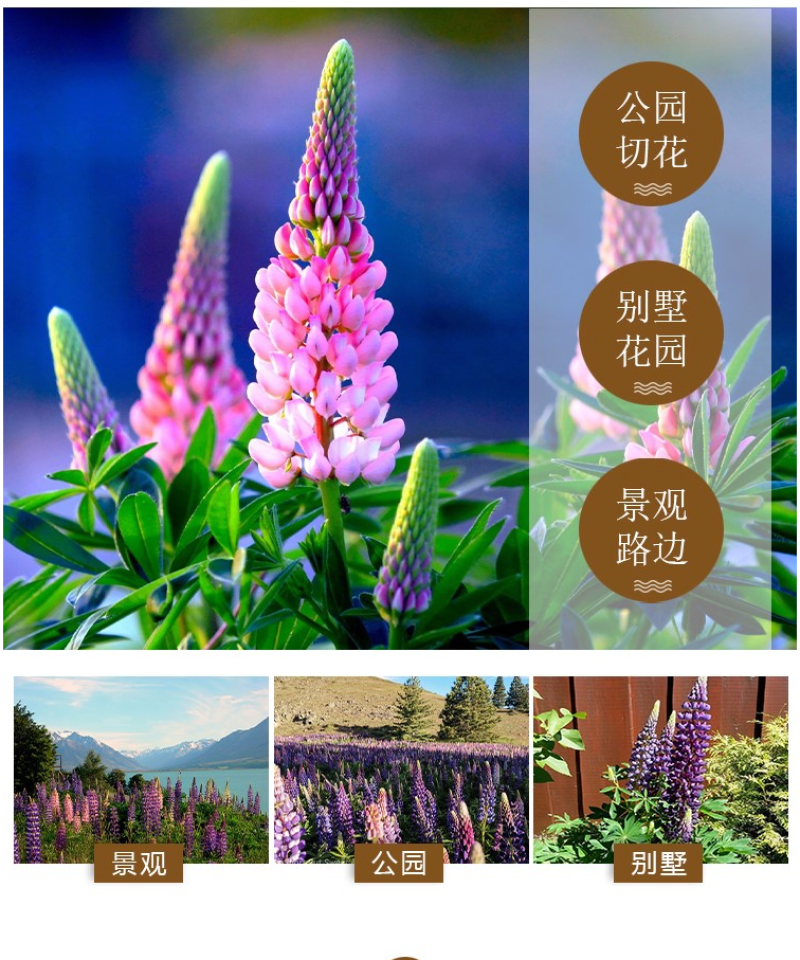 鲁冰花种子四季易种多年生草本羽扇豆庭院室外花花海耐寒耐旱