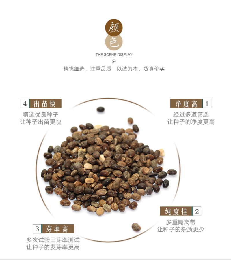 鲁冰花种子四季易种多年生草本羽扇豆庭院室外花花海耐寒耐旱