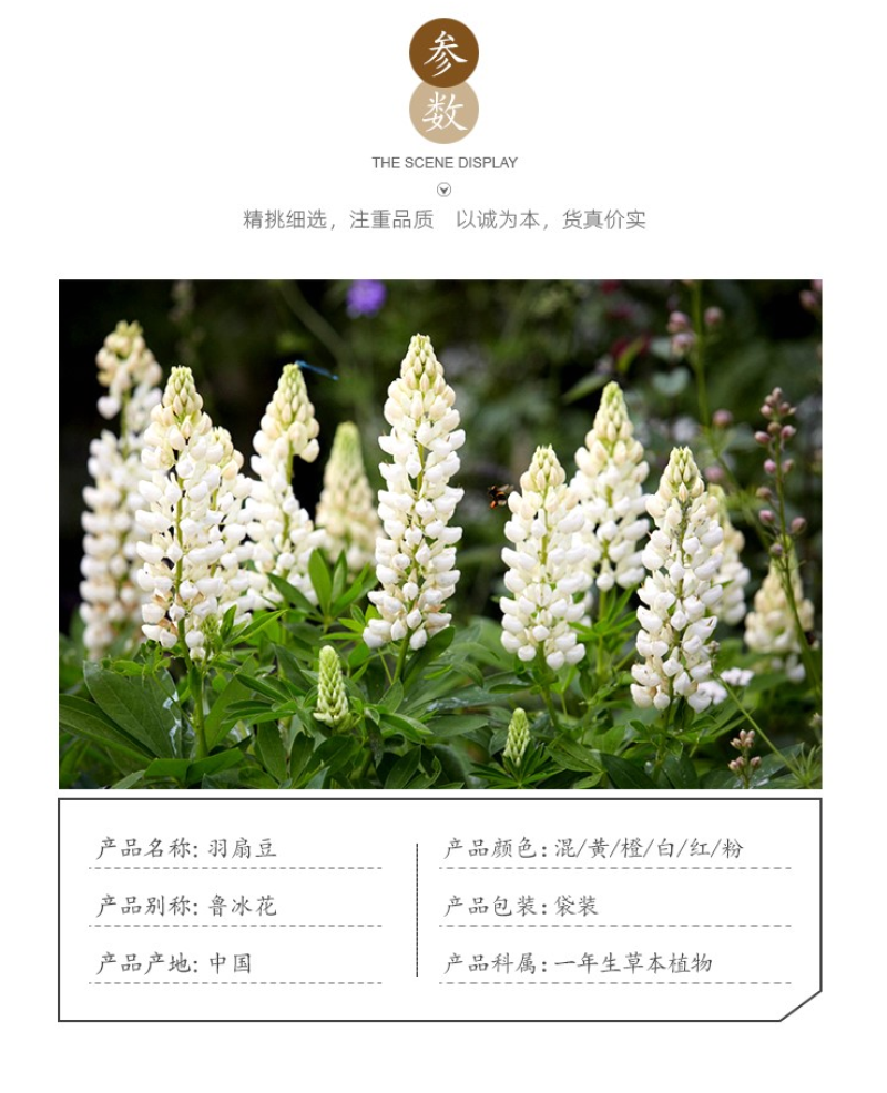 鲁冰花种子四季易种多年生草本羽扇豆庭院室外花花海耐寒耐旱
