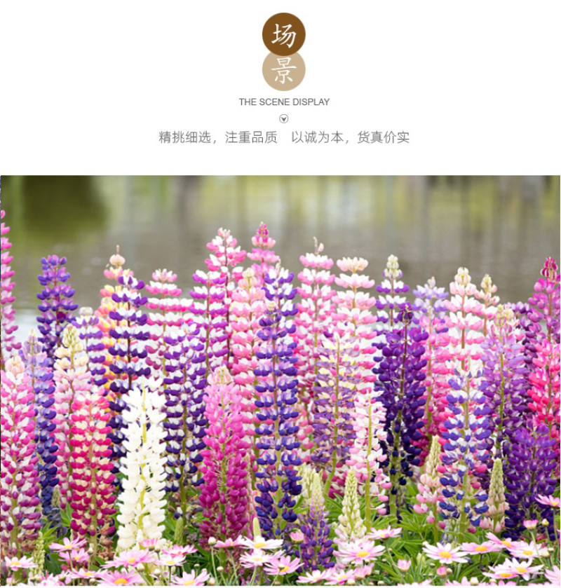 鲁冰花种子四季易种多年生草本羽扇豆庭院室外花花海耐寒耐旱