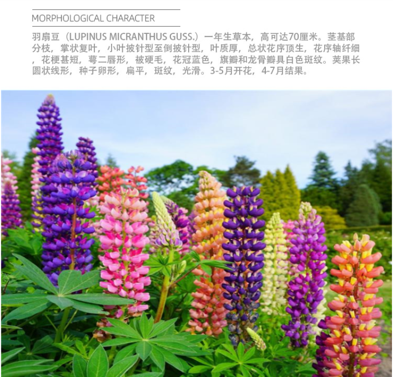 鲁冰花种子四季易种多年生草本羽扇豆庭院室外花花海耐寒耐旱
