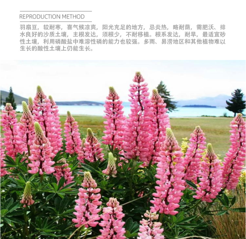 鲁冰花种子四季易种多年生草本羽扇豆庭院室外花花海耐寒耐旱