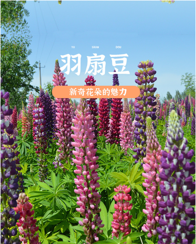 鲁冰花种子四季易种多年生草本羽扇豆庭院室外花花海耐寒耐旱