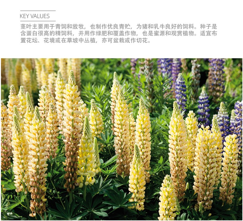 鲁冰花种子四季易种多年生草本羽扇豆庭院室外花花海耐寒耐旱