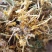 金银花没开花的无叶无杂质生晒无硫产地直供