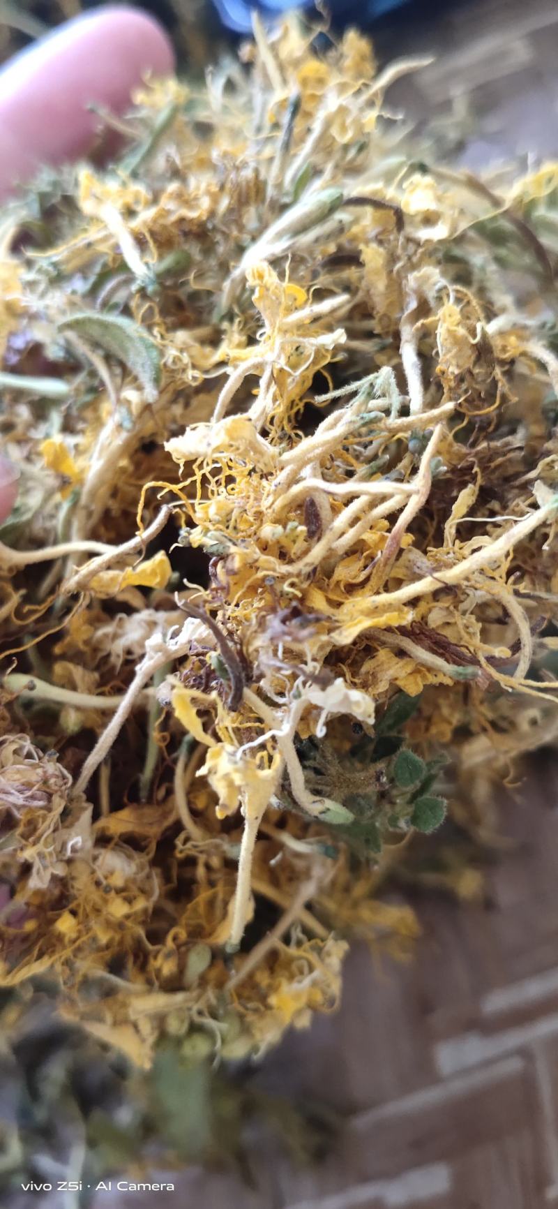 金银花没开花的无叶无杂质生晒无硫产地直供