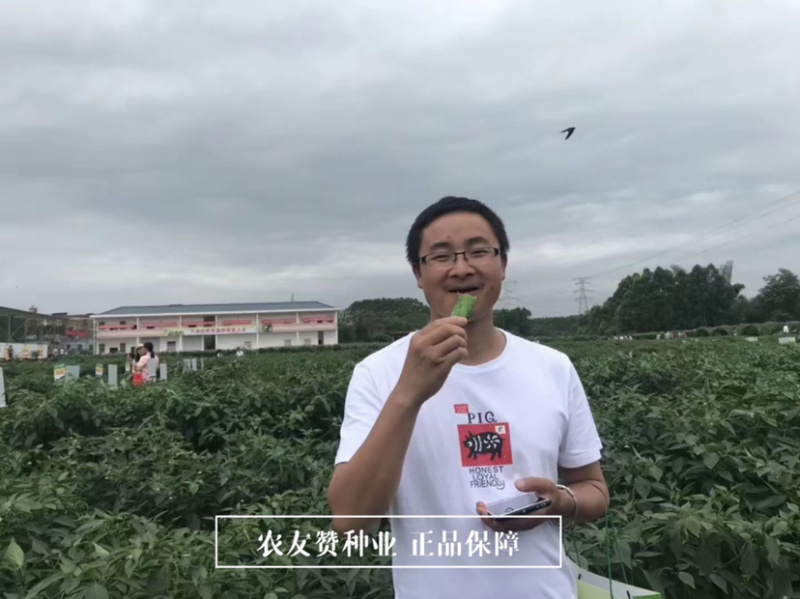 豫艺美味长辣椒种子特长羊角椒种子皮薄香辣无渣基地专用