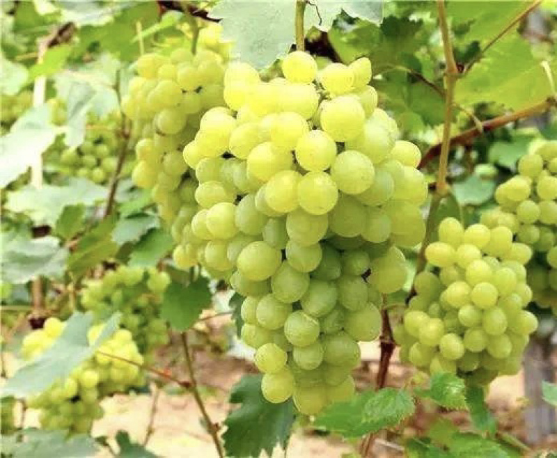 维多利亚葡萄5%以下0.8~1斤。大果