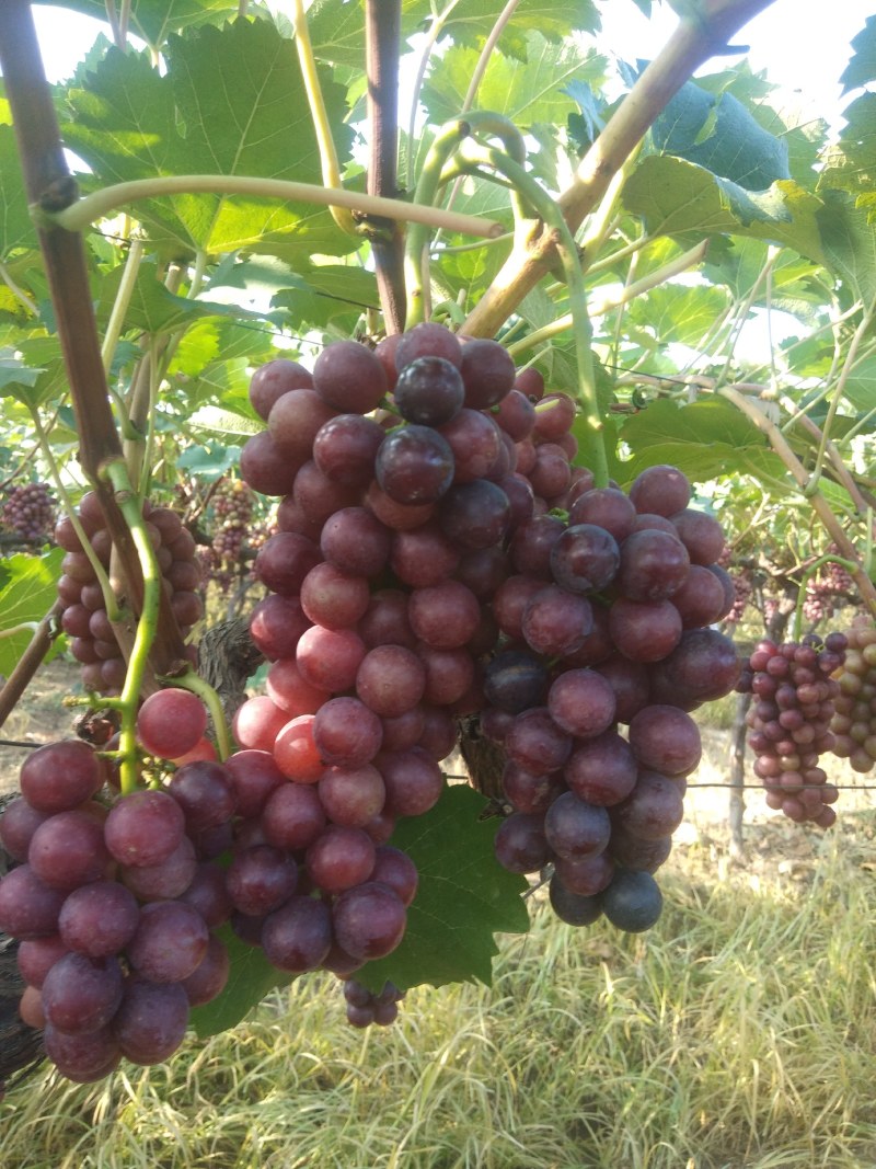 夏黑葡萄，大量供应串大果均，口感较甜，自然上色，自然成熟