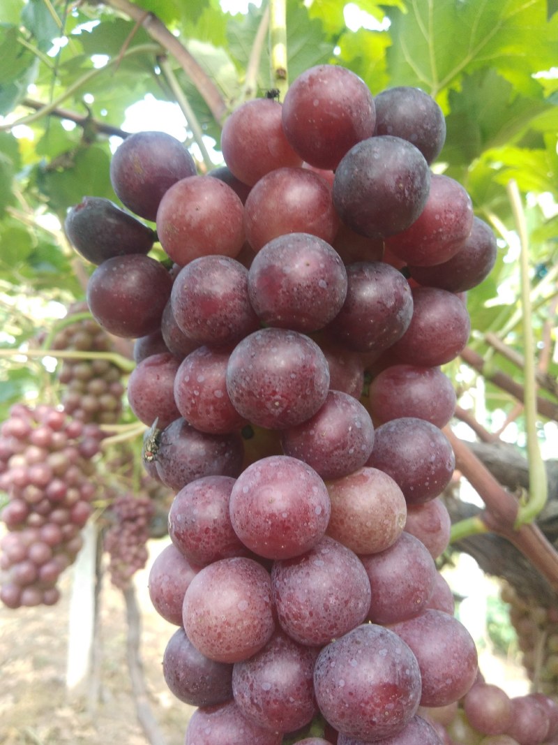 夏黑葡萄，大量供应串大果均，口感较甜，自然上色，自然成熟
