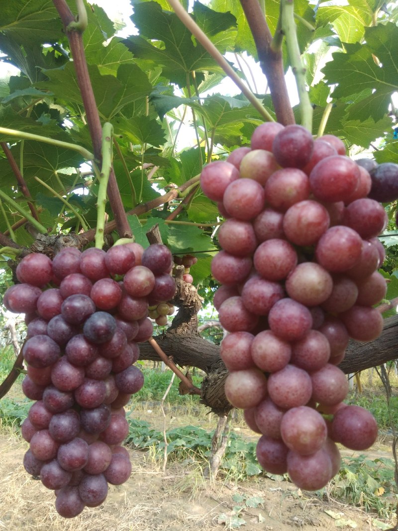 夏黑葡萄，大量供应串大果均，口感较甜，自然上色，自然成熟