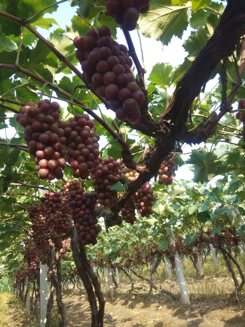 夏黑葡萄，大量供应串大果均，口感较甜，自然上色，自然成熟