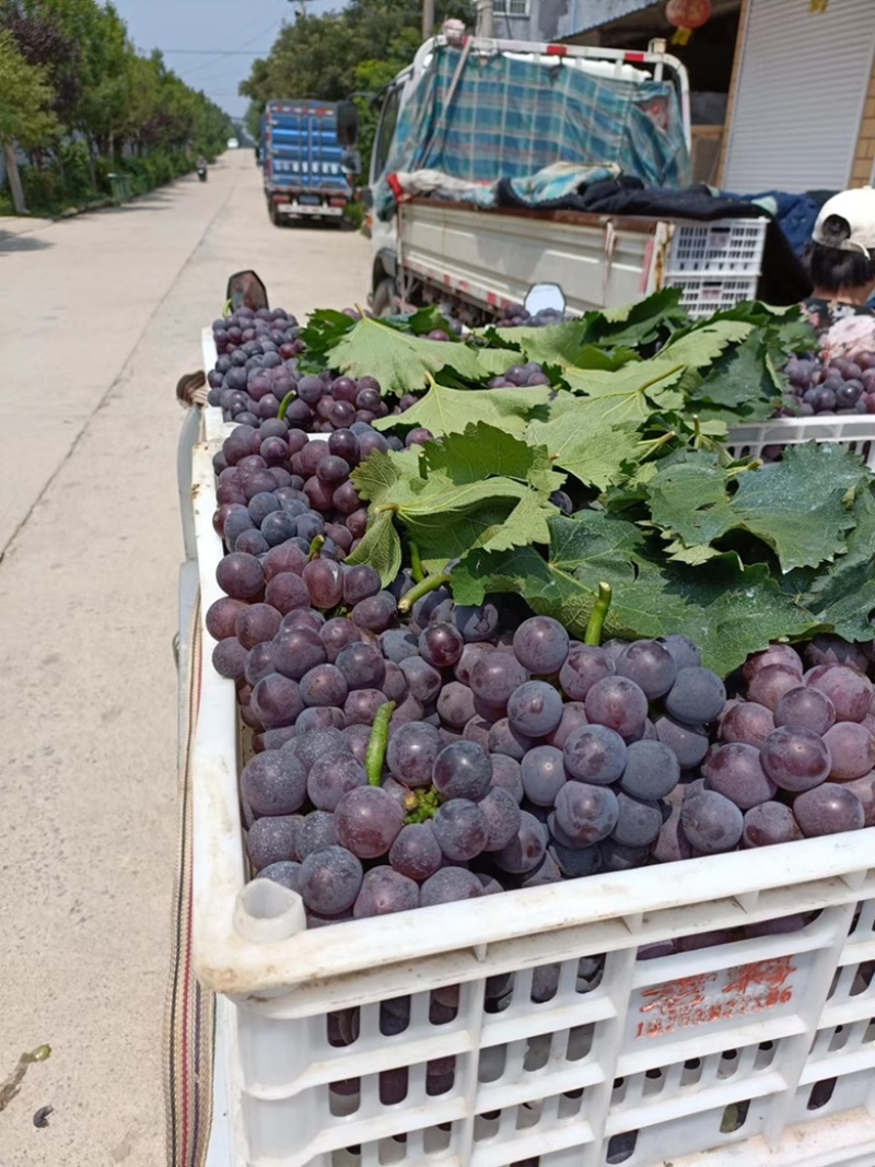 本地有大量葡萄，个种品种都有，现在上市的巨峰大量上市
