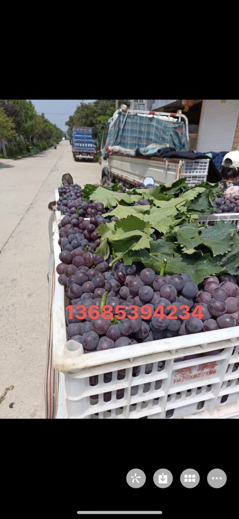 本地有大量葡萄，个种品种都有，现在上市的巨峰大量上市