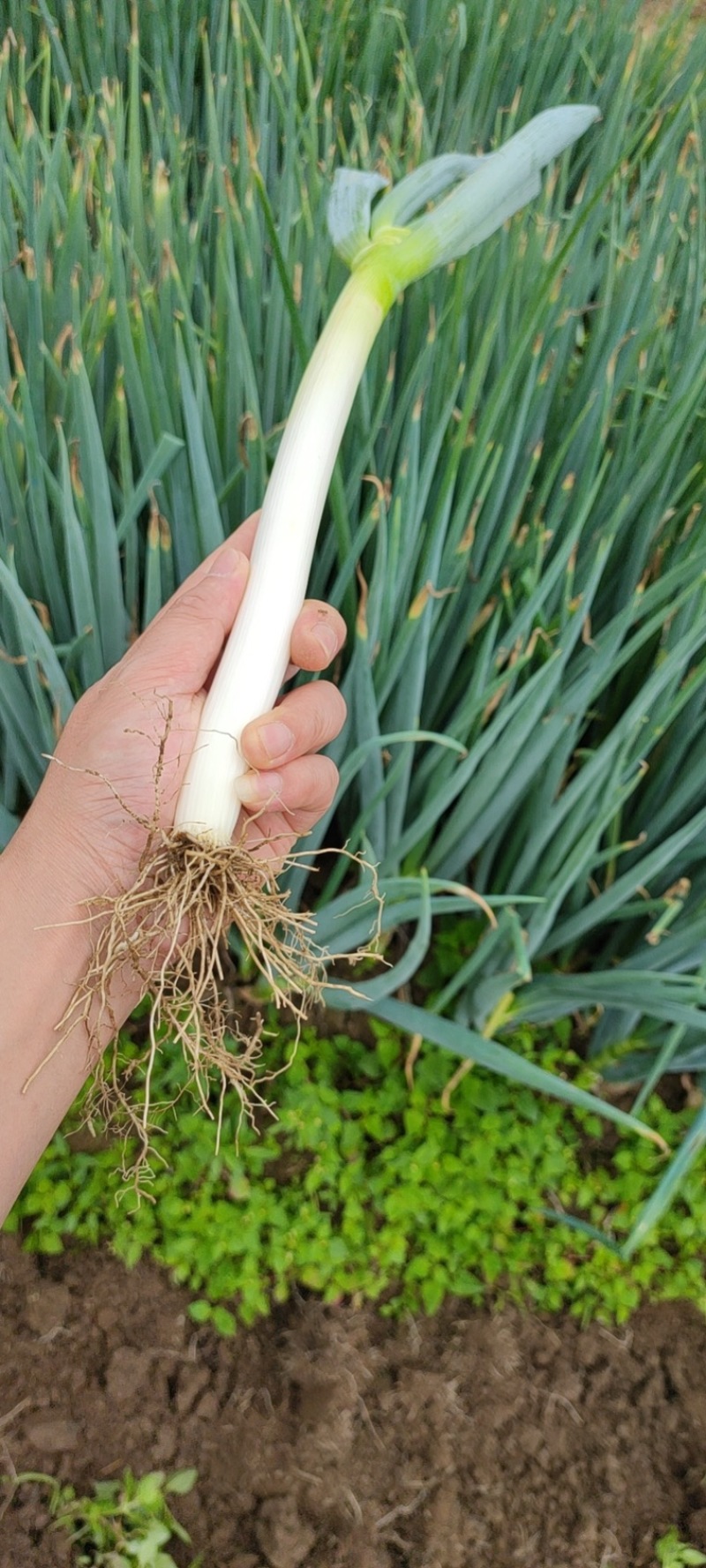 大葱，西昌大葱，长白大葱，毛葱，钢葱，量大从优