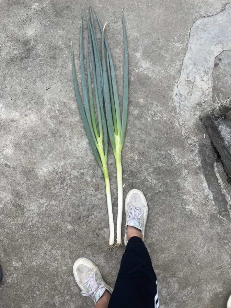 大葱，西昌大葱，长白大葱，毛葱，钢葱，量大从优