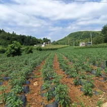 小米椒即将大量上市