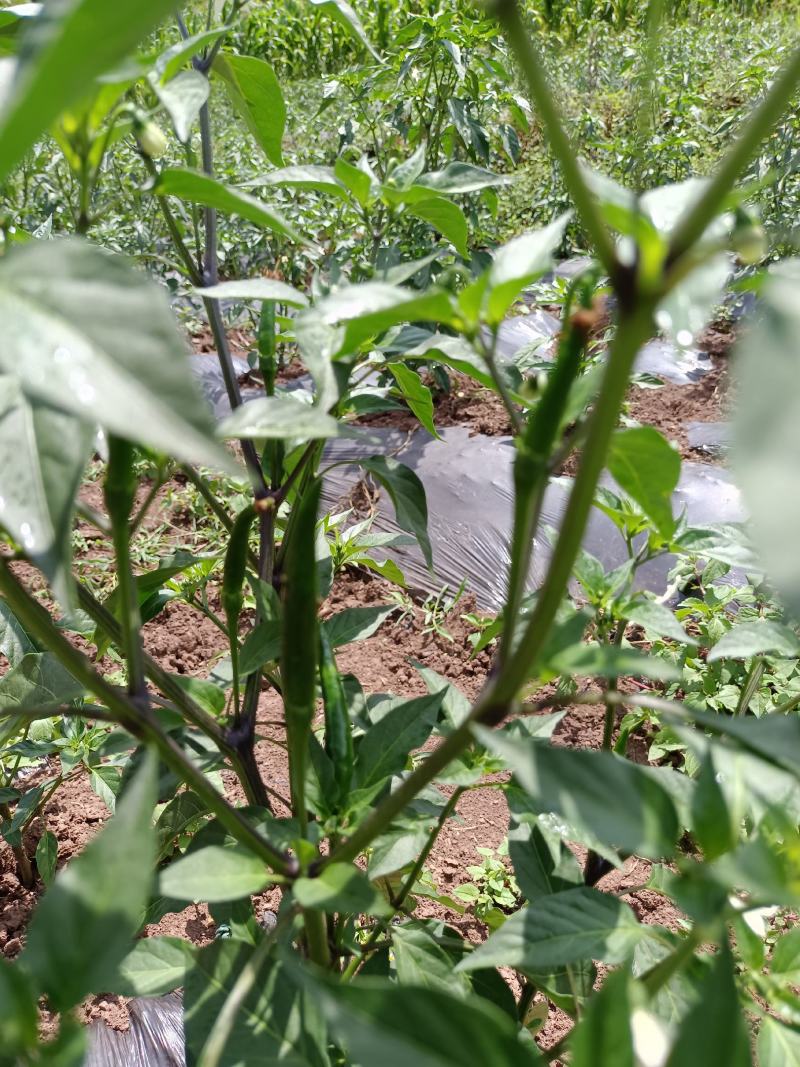 小米椒即将大量上市
