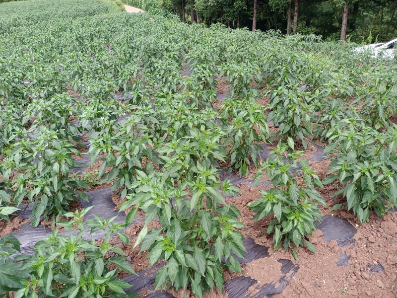 小米椒即将大量上市