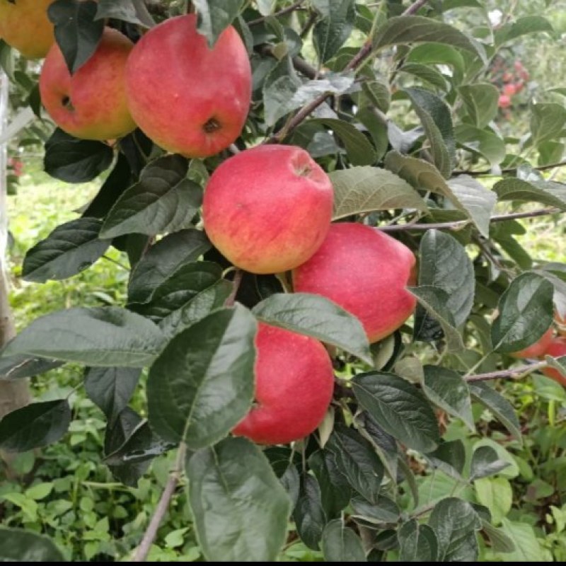昭通红露苹果优质选购品质保证现摘现发