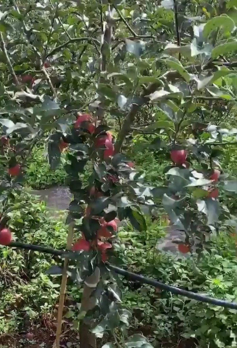 昭通红露苹果优质选购品质保证现摘现发