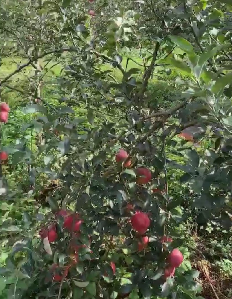昭通红露苹果优质选购品质保证现摘现发