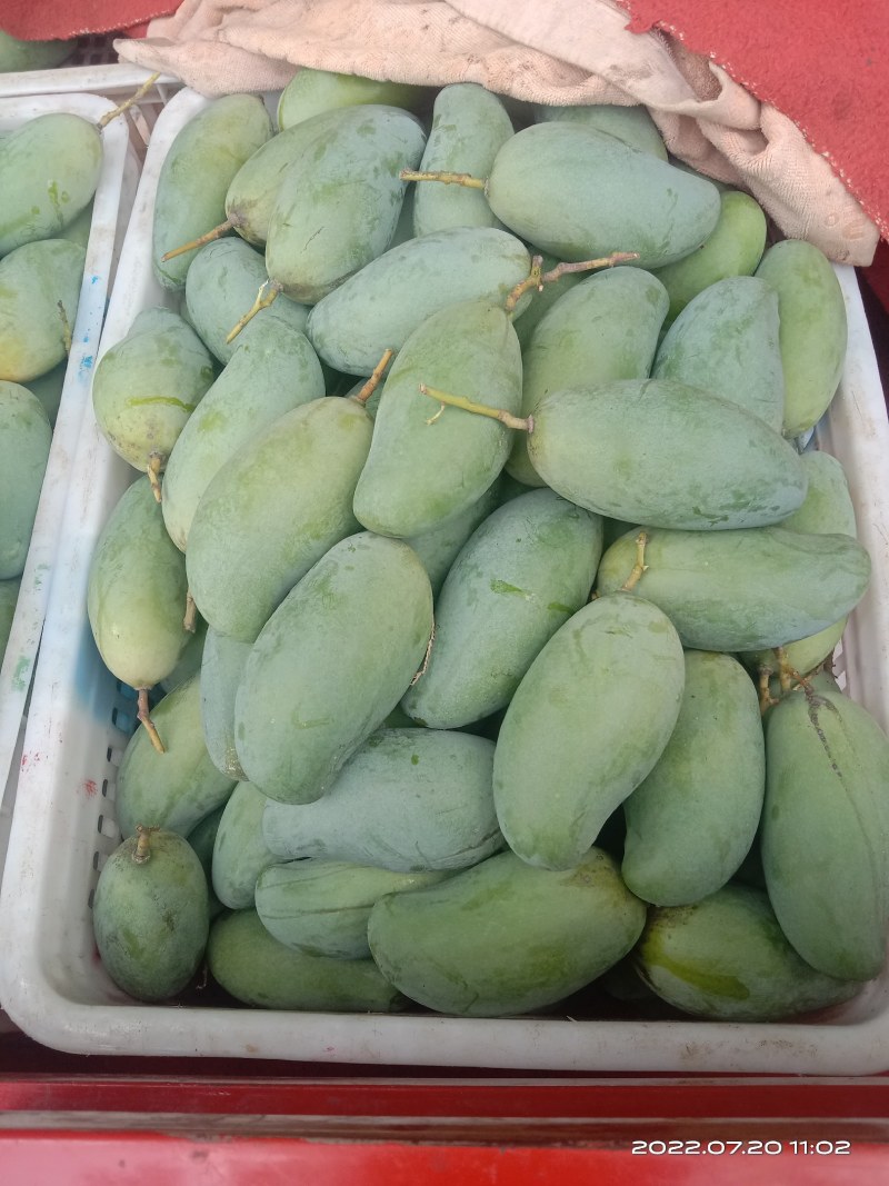 桂七芒果30元每件
