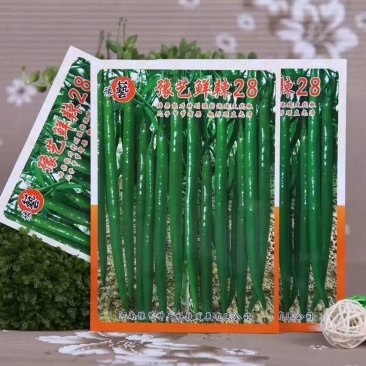 豫艺鲜辣28线椒种子结果能力强深绿皮线椒几乎节节有果