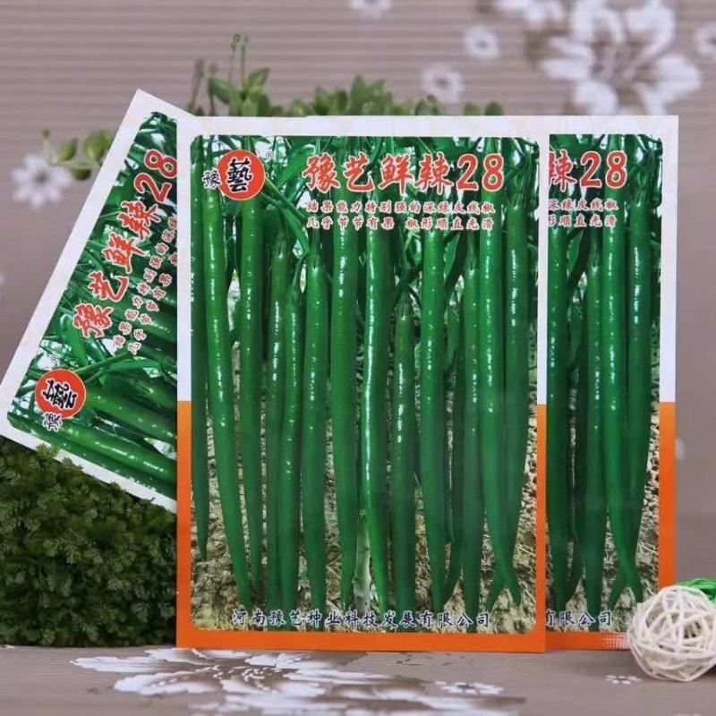 豫艺鲜辣28线椒种子结果能力强深绿皮线椒几乎节节有果