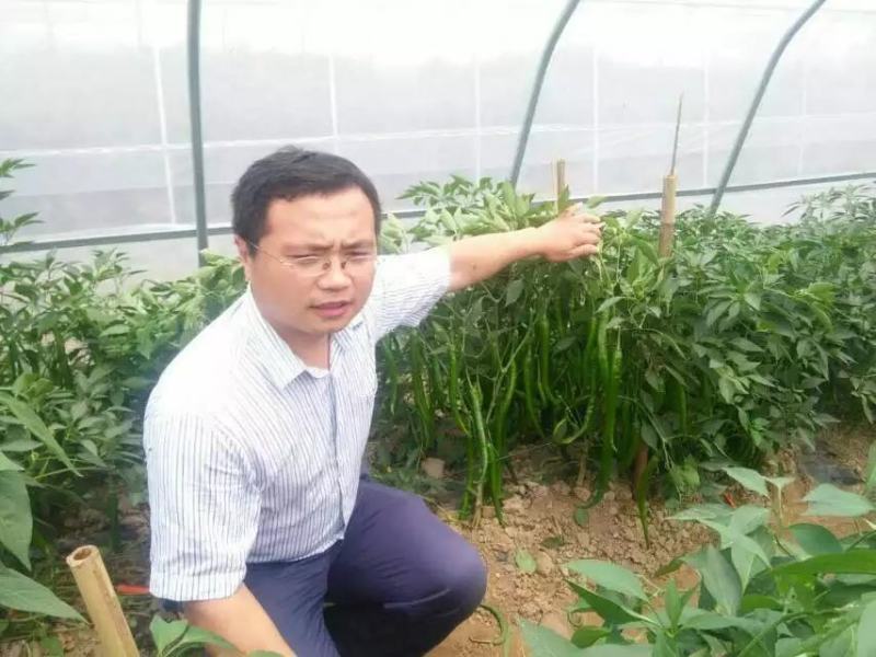 豫艺鲜辣28线椒种子结果能力强深绿皮线椒几乎节节有果