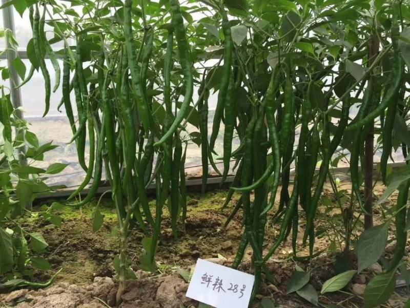 豫艺鲜辣28线椒种子结果能力强深绿皮线椒几乎节节有果